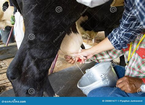 Man Hand Milking a Cow by Hand, Cow Standing in the Corral, Dairy Farm of Thailand Stock Image ...