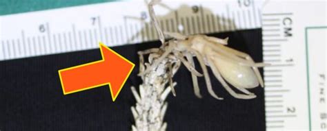 This Might Look Like a Spider, But You're in For a Shock : ScienceAlert