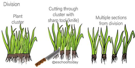 Separation and Division in Asexual Reproduction. – Eschooltoday