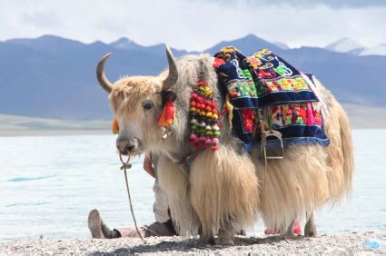 Yaks