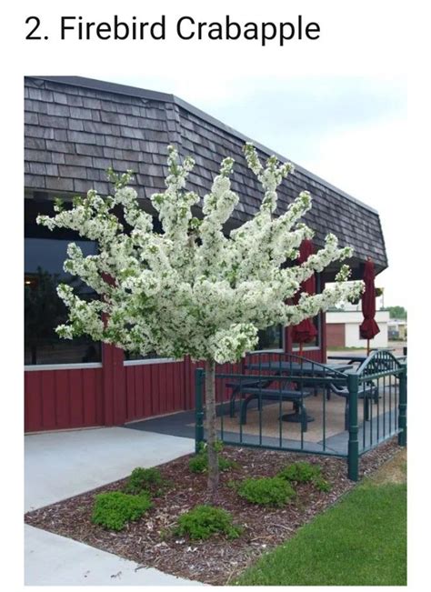 Firebird Crabapple tree | White flowering trees, Crabapple tree, Front house landscaping