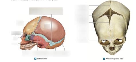 FONTANELLE A Diagram | Quizlet