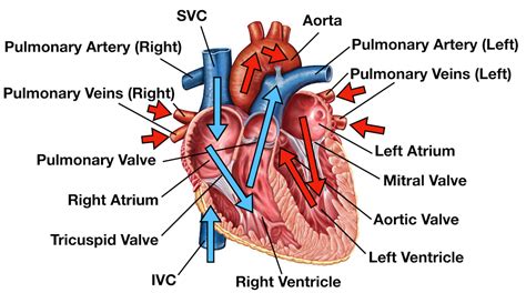 Heart Blood Flow | Simple Anatomy Diagram, Cardiac Circulation Pathway ...