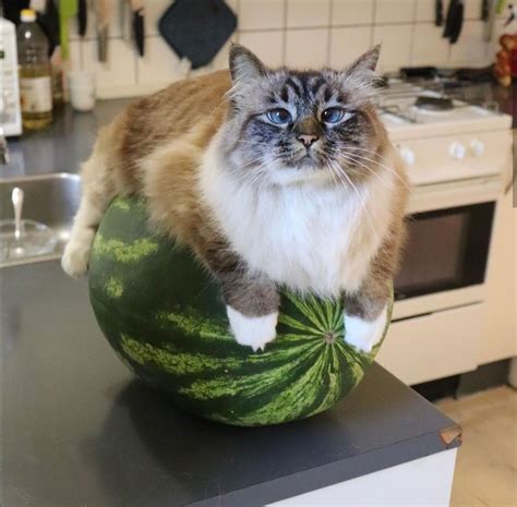 If I fits, I sits 😄 😄 #watermelon #cat #funnycat Cute Kittens, Cats And Kittens, Siamese Cats ...