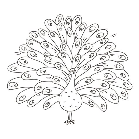 Peacock black outline contour, bird with big feather tail illustration ...