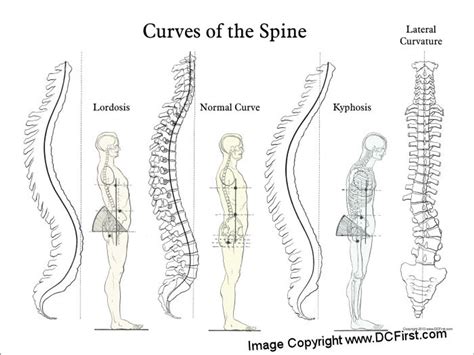 Curves of the Spine Poster - Clinical Charts and Supplies