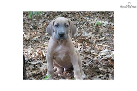 Great Dane puppy for sale near Greenville / Upstate, South Carolina ...