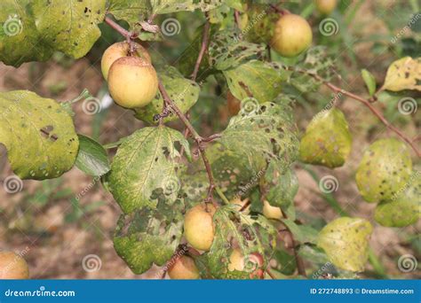 Tasty and Ripe Ziziphus Mauritiana Fruit on Tree in Farm Stock Image - Image of organic, health ...