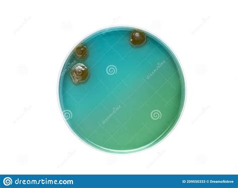 Top View Of Petri Dish And Culture Media With Bacteria On White ...