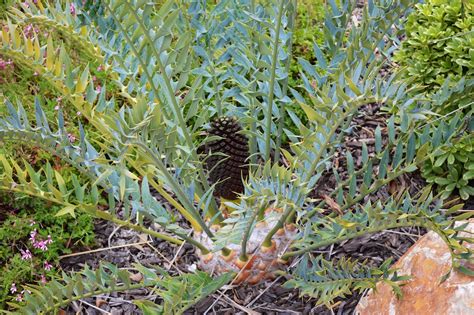 Cycad cones – reproduction of the world’s oldest seed plants