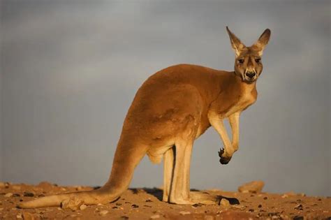 Red Kangaroo: Australia's largest native land mammal #amoty2022