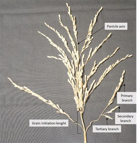 Figure 1 from ANALYSIS OF PANICLE MORPHOLOGY TRAITS IN F 2 AND RECIPROCAL F 2 POPULATIONS OF ...