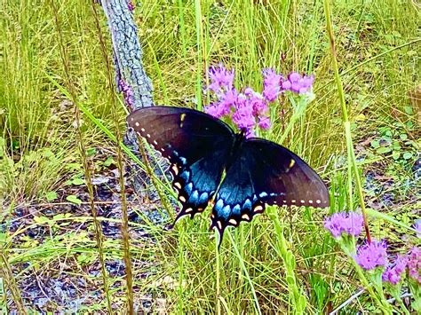 Spicebush Swallowtail Butterfly At Buford Spring In Chassahowitzka Wildlife Management Area ...