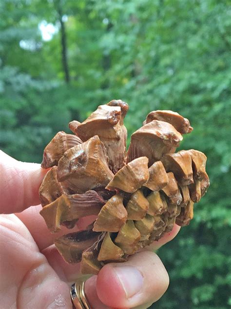 Pinyon Pine Tree Cones for Nature Inspired Crafts, Ideal Rare, Small Cones | Pine cone ...