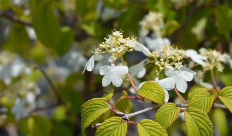 How to Grow Viburnum Plicatum | Hayloft