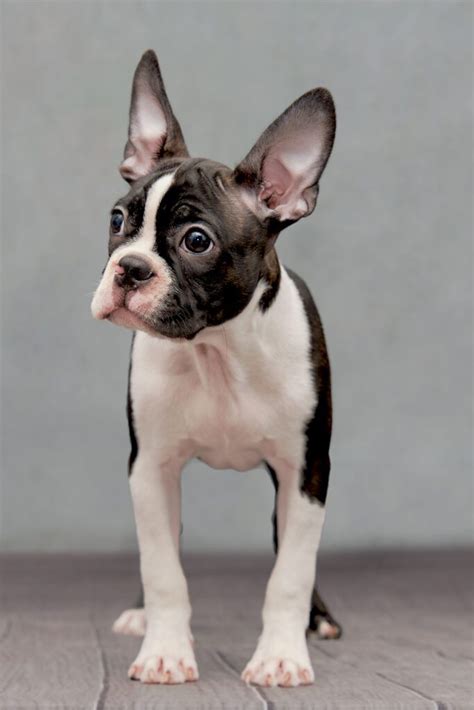 Boston Terrier Puppies (24 of the Cutest Pups) - Talk to Dogs