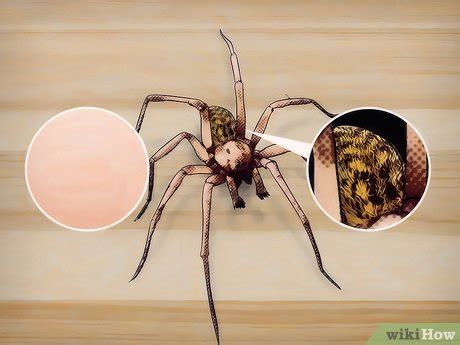 How to Identify a Hobo Spider: 10 Steps (with Pictures) - wikiHow