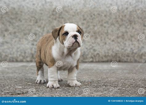 English Bulldog Puppies Backyard Playing Young Dogs Stock Photo - Image ...