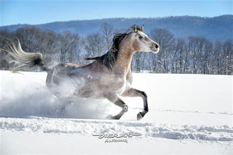 Horse Running in Powder Snow | Snow Horse Photo Prints For Sale