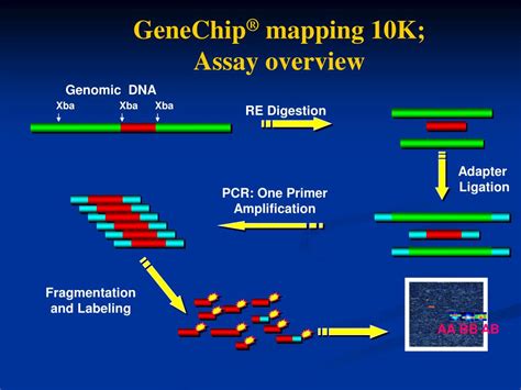 PPT - AFFYMETRIX SNP chips PowerPoint Presentation, free download - ID ...