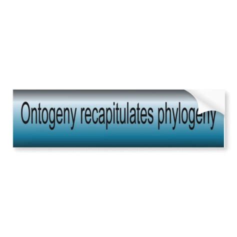 Ontogeny Recapitulate Phylogeny Bumper Sticker | Zazzle