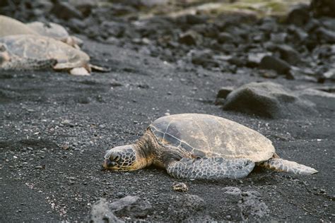 An Introduction to Hawaii's Beautiful Nature - The Elevated Moments