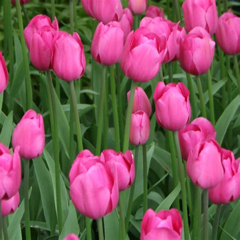 Don Quichotte Tulip Super Pack | Tulip World | 38297