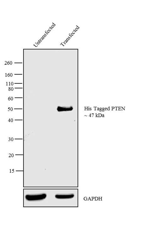 6x-His Tag Antibody, HRP (Monoclonal, HIS.H8)