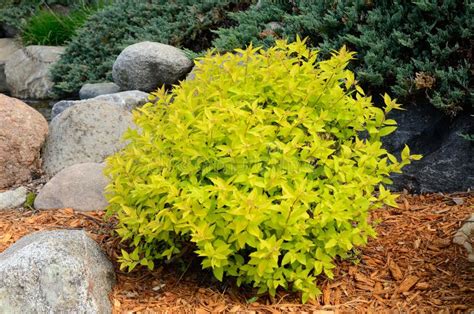 Gold Mound Spirea Landscaping Shrub Stock Photo - Image of landscaped, goldmound: 71808036