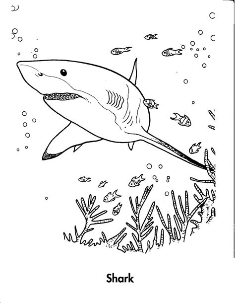 Leopard Shark Coloring Page