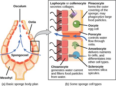 28.1B: Morphology of Sponges - Biology LibreTexts