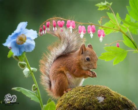 Photographer Captures Squirrels for 6 Years and Gets The Cutest Photos ...