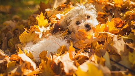 🔥 [47+] Fall Wallpapers with Dogs | WallpaperSafari