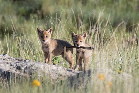 Coyote pups - tyredmath