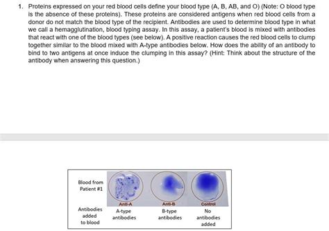 SOLVED: Proteins expressed on your red blood cells define your blood ...