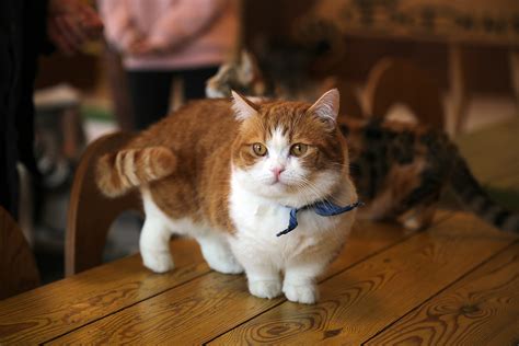 Munchkin Cats: Adorable, or Controversial? - CatGazette