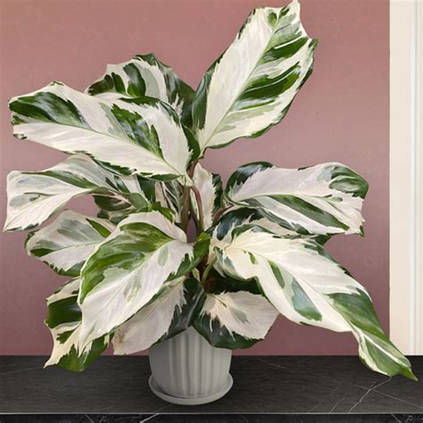 Calathea ‘Stella’ PP (Calathea hybrid)