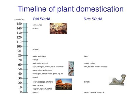 PPT - Timeline of plant domestication PowerPoint Presentation, free ...