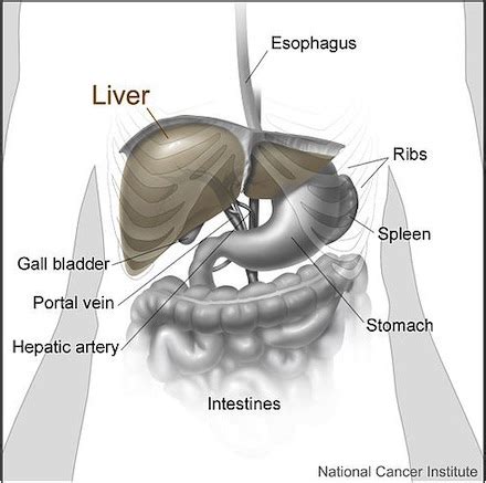 Liver Laceration | Grading, Treatment & Complications - Lesson | Study.com