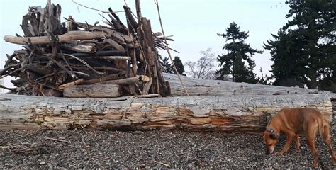Square driftwood fort between large logs, Rosie sniffing r… | Flickr