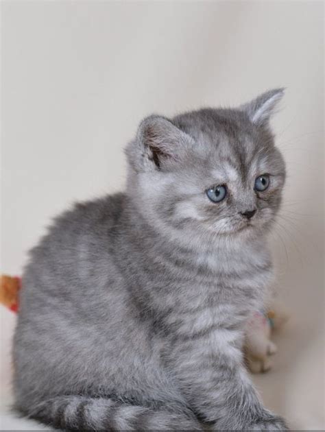 Helmut, british shorthair kitten, Black silver Mackerel Tabby, 4 weeks ...