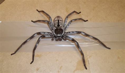 'Giant' huntsman spider terrifies removalists after hitching a ride to ...