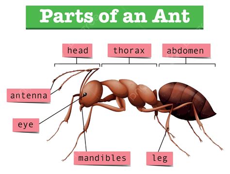 รูปแผนภาพแสดงส่วนต่างๆ ของแมลงในเขตร้อนชื้น เวกเตอร์ PNG , สิ่งมีชีวิต ...