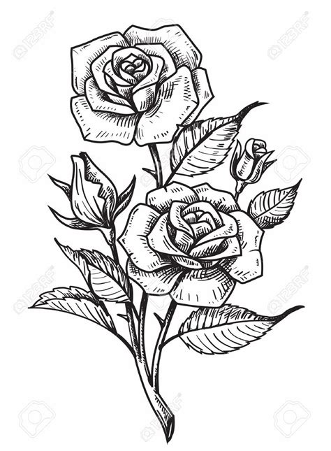 Fleurs roses dessin beau en composition parfait pour tatouage, dessin fleur noir et blanc dessin ...