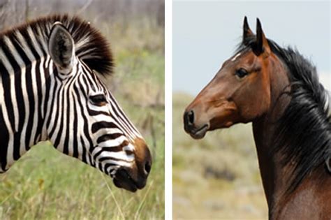 Zebra and Horse - A bit similar? - Dallas Equestrian Center