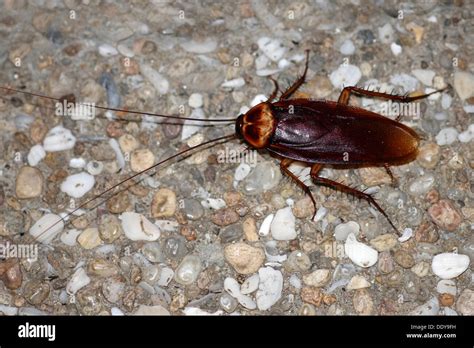 Cockroaches hi-res stock photography and images - Alamy