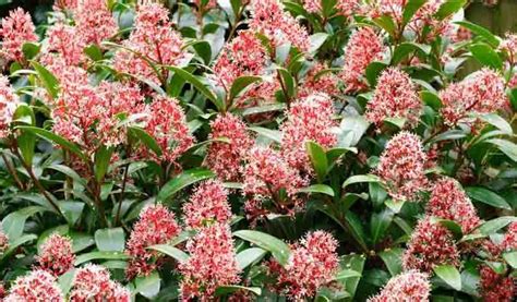 Skimmia japonica (Japanese Skimmia)