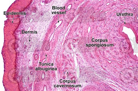 Corpus Spongiosum Histology