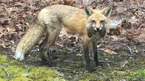 How do you tell a red fox from a gray fox? | ECOVIEWS