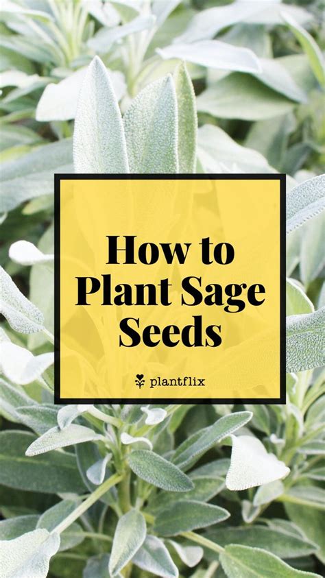 How to Plant Sage Seeds | Houseplants | Gardening | Organic | Sage seeds, Container gardening ...